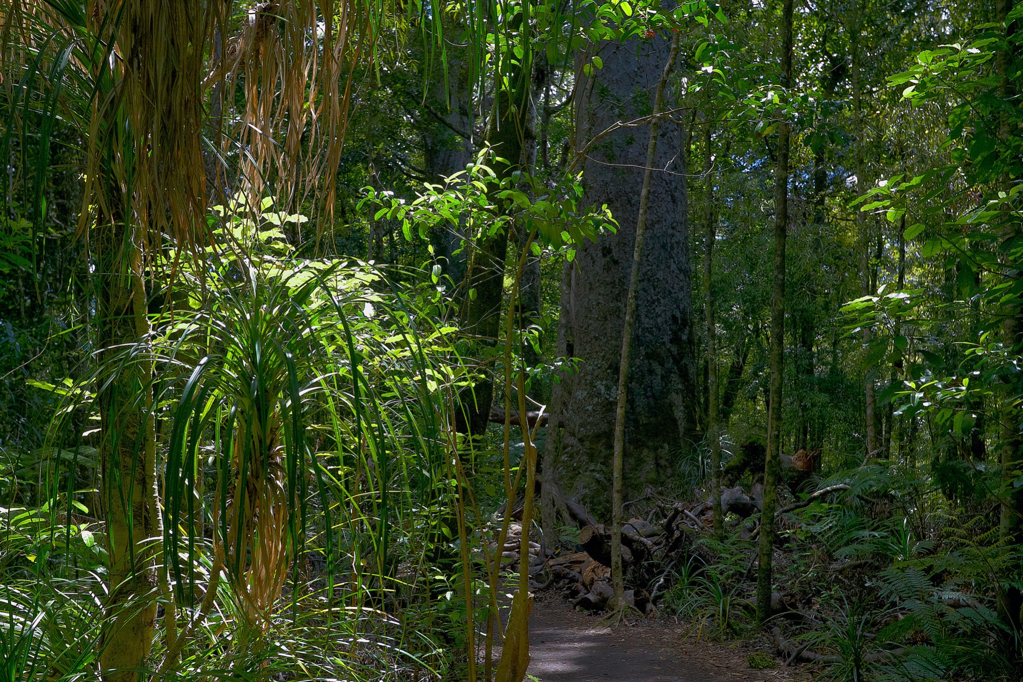 hiking trail through the Waipoa forest